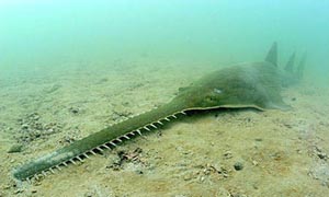 sawfish-700x420.jpg